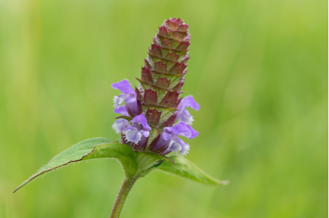 Variété de prunelle vulgaire présent dans la pelouse