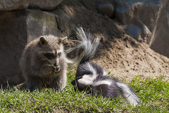 Ratons et moufettes se nourrissant de vers blancs